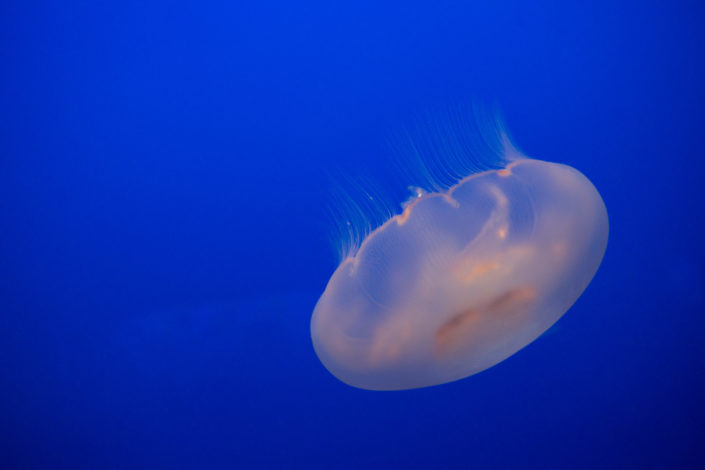 Aurelia labiata – moon Jellyfish