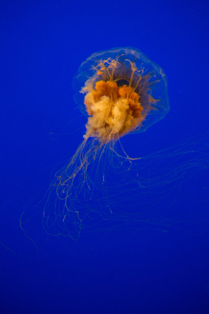 Cyanea capillata – Lion’s Mane Jellyfish