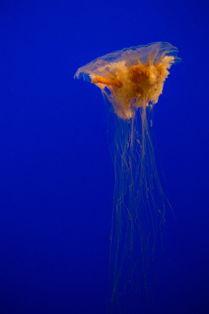 Cyanea capillata – Lion’s Mane Jellyfish