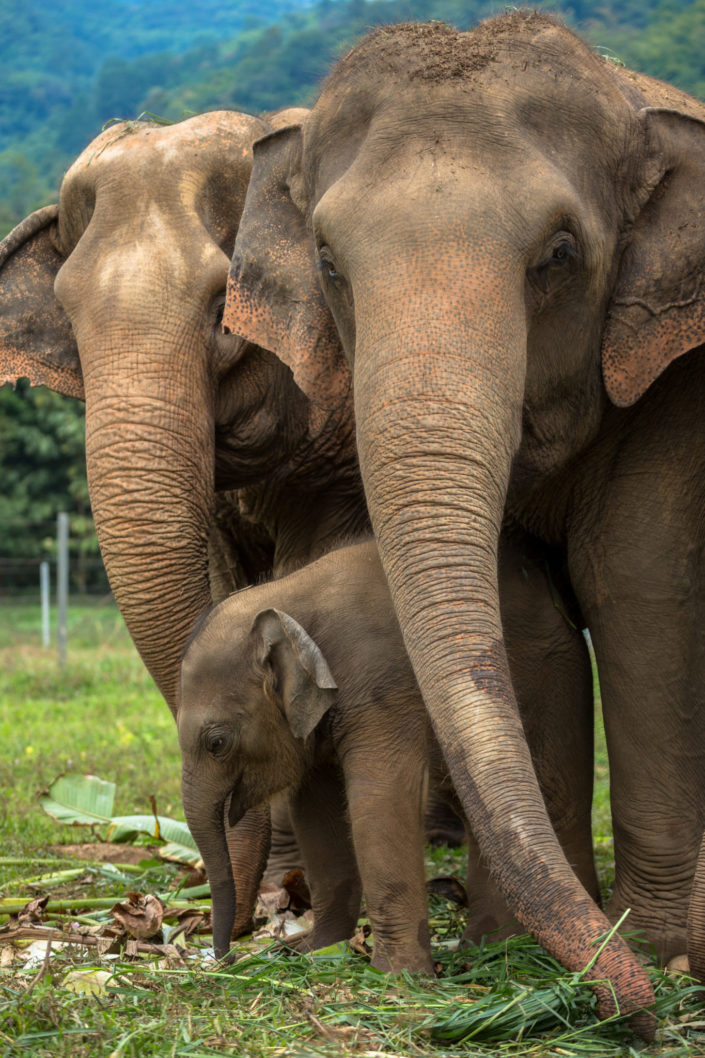 Three elephants in nature park – Chiang Mai, Thailand