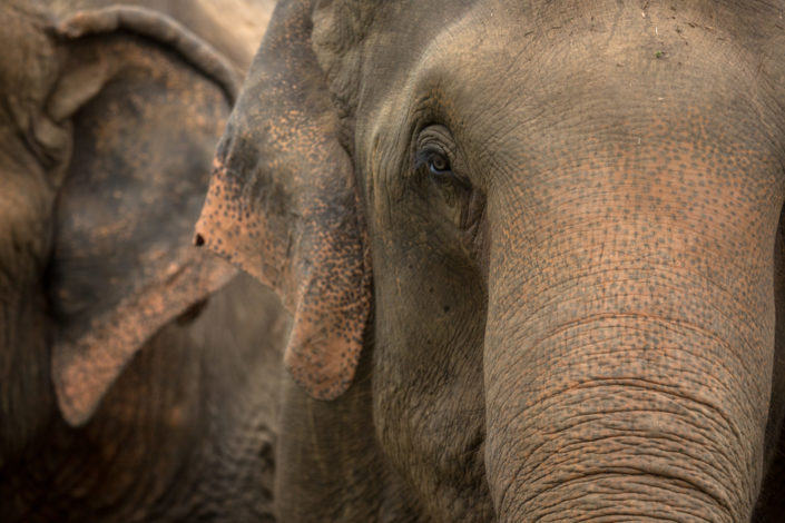 Three elephants in nature park – Chiang Mai, Thailand