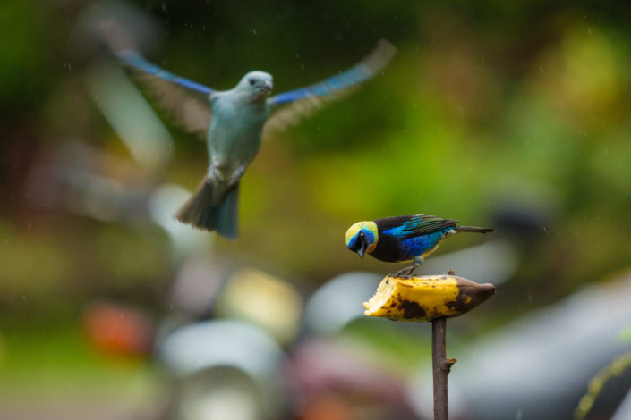 Golden-hooded Tanager bird