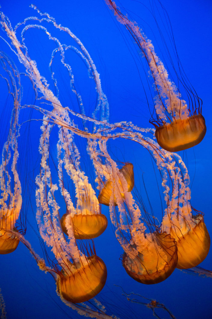 Sea Nettle Jellyfish