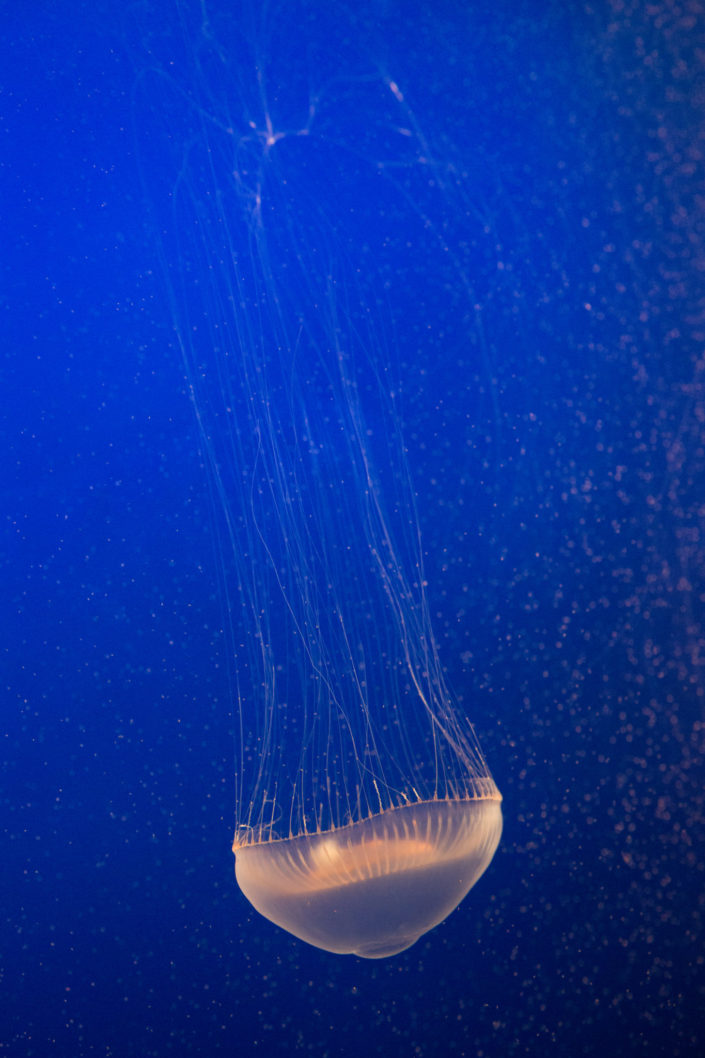 Aequorea victoria – Crystal Jellyfish