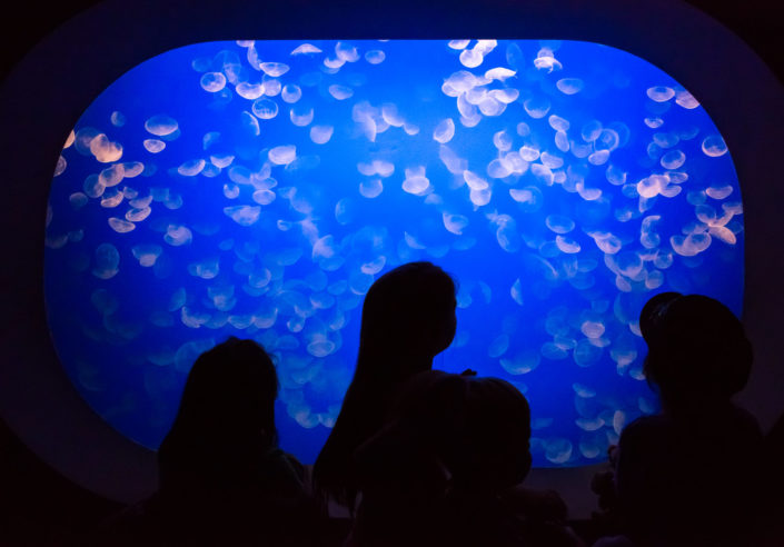 Children in front of Aurelia labiata – Moon Jellyfish tank