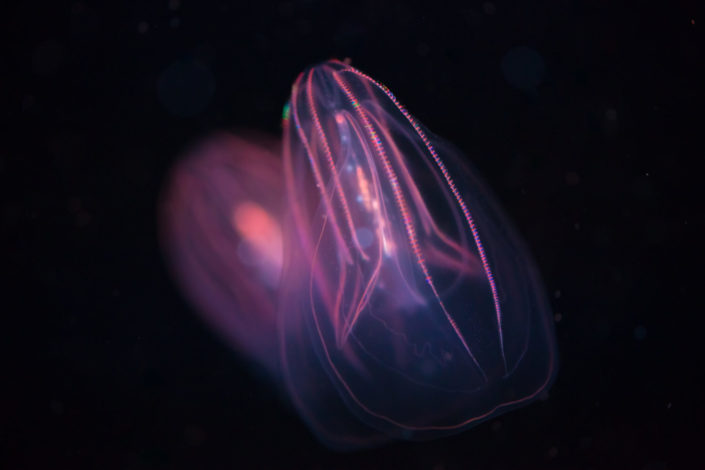 Beroe spp – Comb Jellyfish