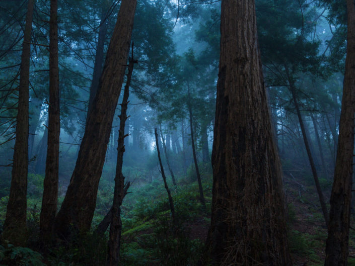 Big Sur Redwood Forest