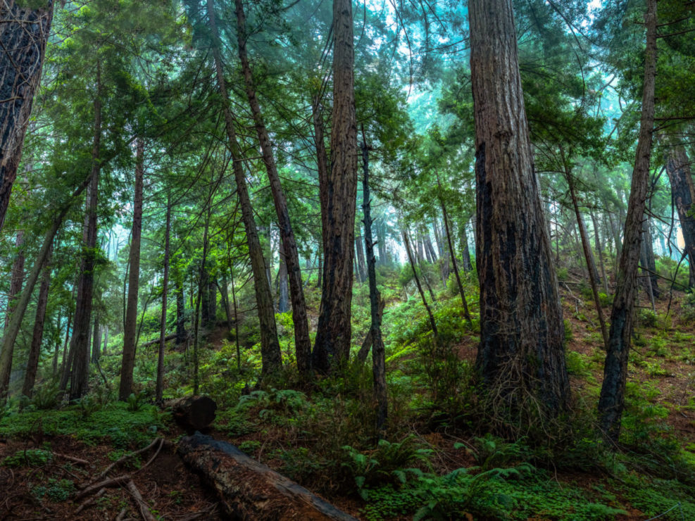 Big Sur Redwood Forest