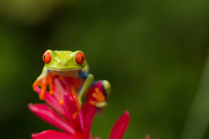 Red-eyed tree frog