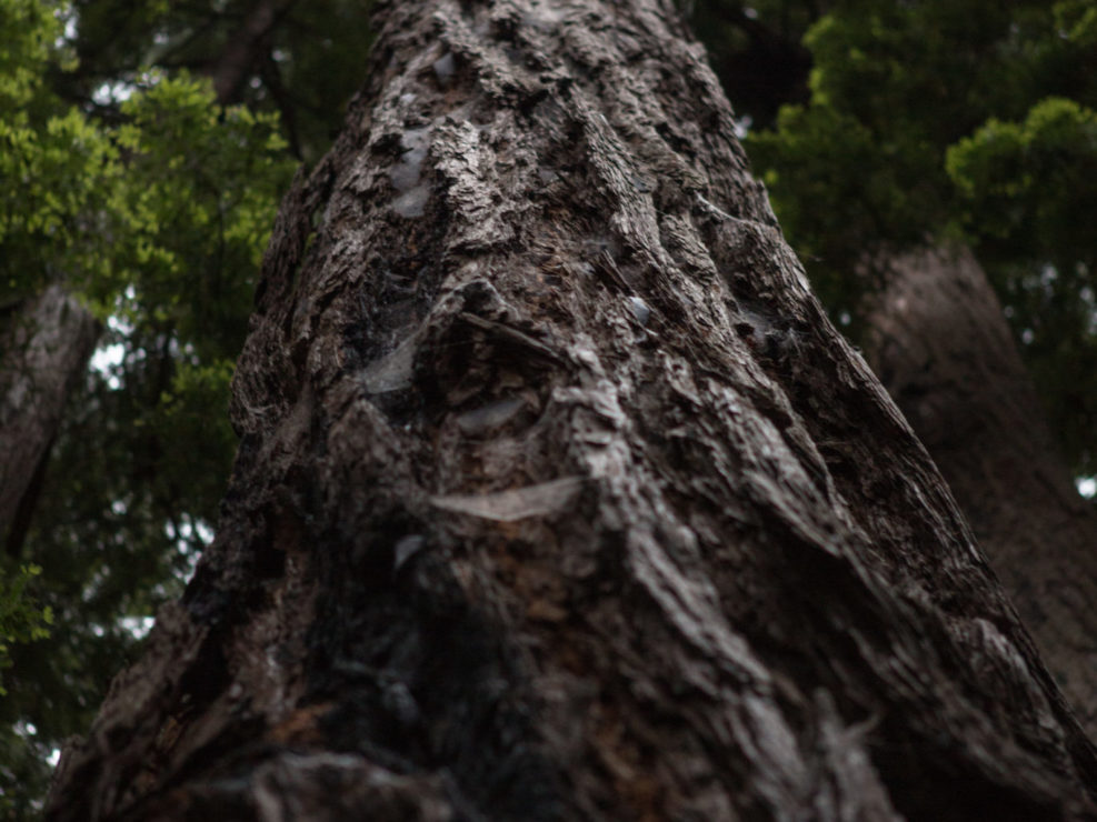 Big Sur Redwood Forest