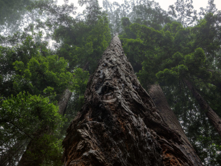 Big Sur Redwood Forest