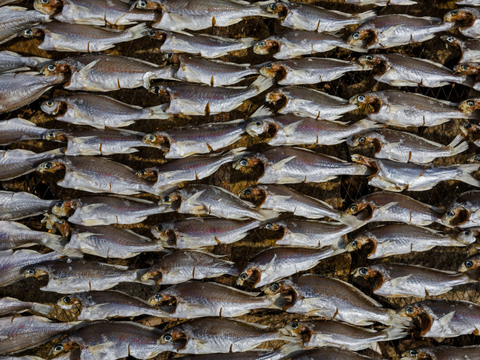 Fish drying on a rack in the sun