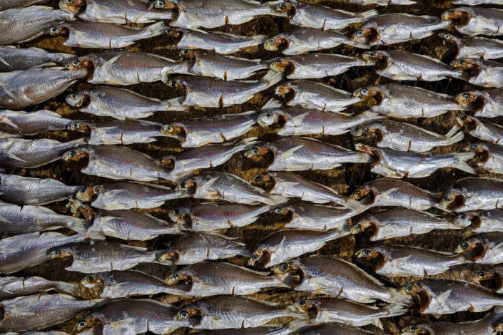 Fish drying on a rack in the sun