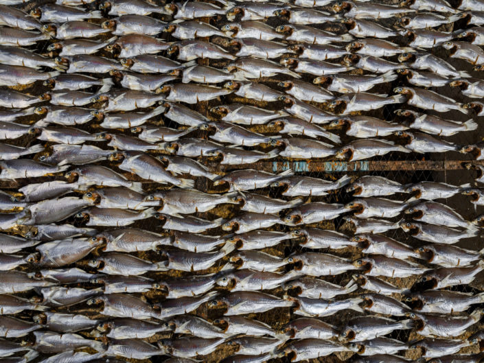 Fish drying on a rack in the sun