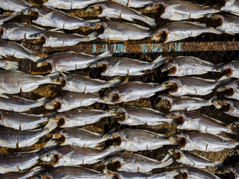 Fish drying on a rack in the sun