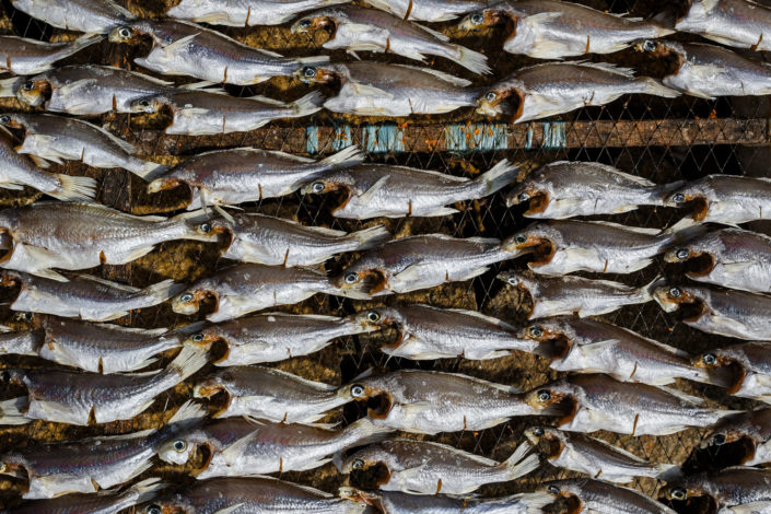 Fish drying on a rack in the sun