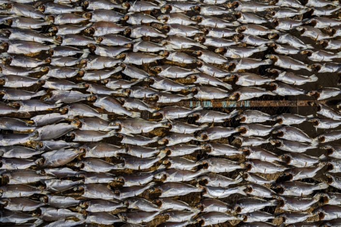 Fish drying on a rack in the sun