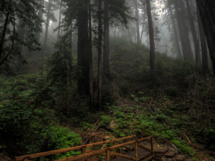 Big Sur Redwood Forest Bridge