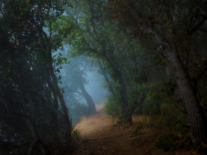 Foggy forest tree-lined walkway