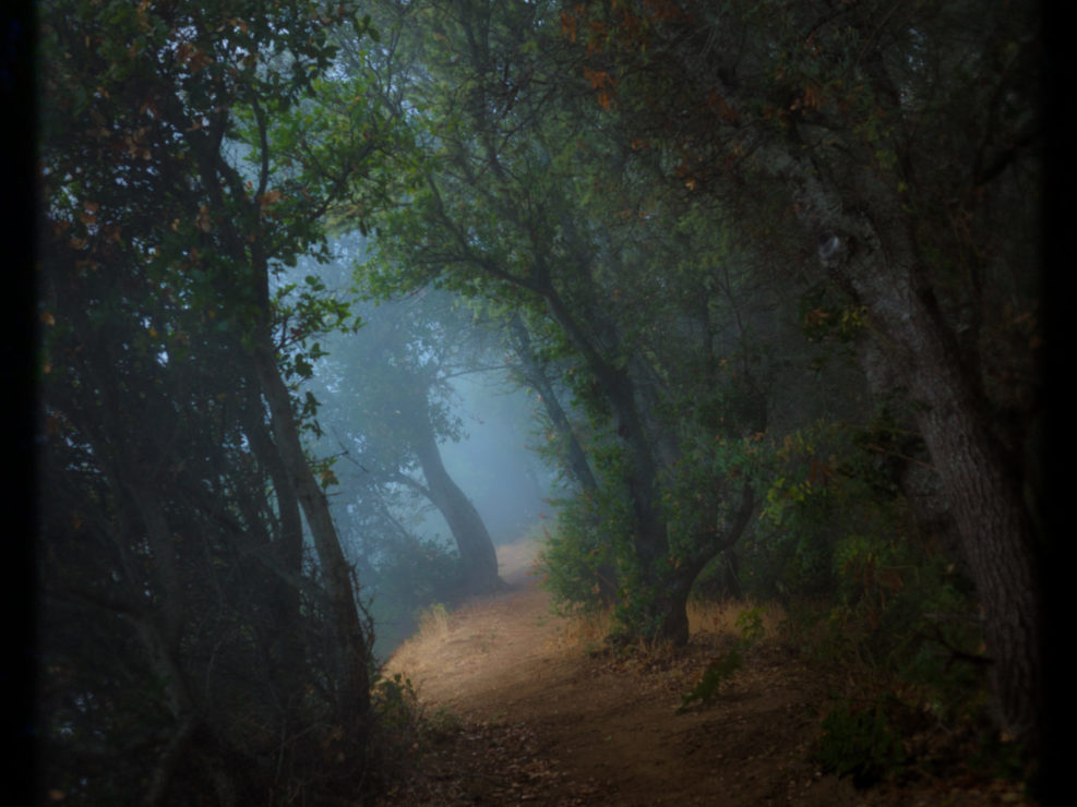 Big Sur Redwood Forest Misty Trail