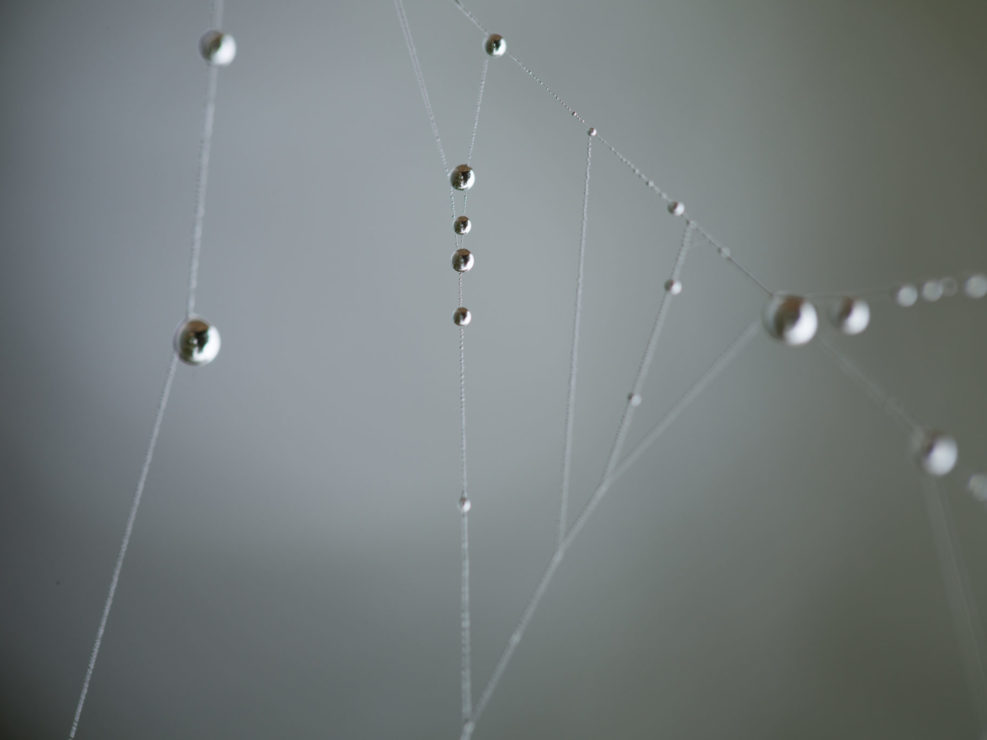 Dew Drops on Spider Web