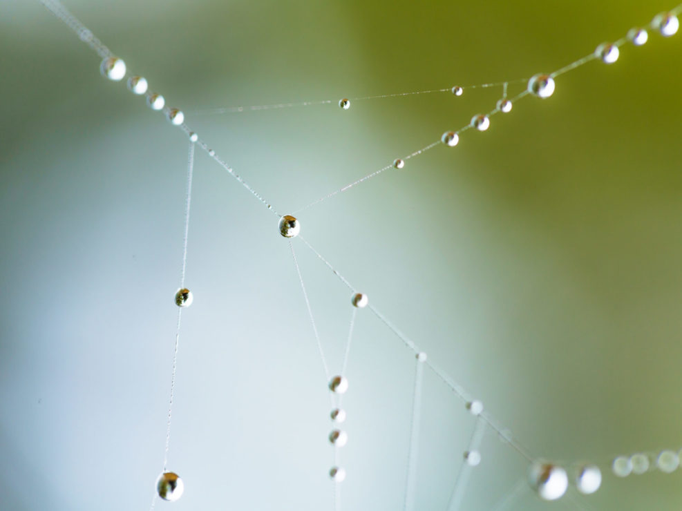 Dew Drops on Spider Web