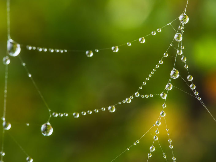 Dew Drops on Spider Web