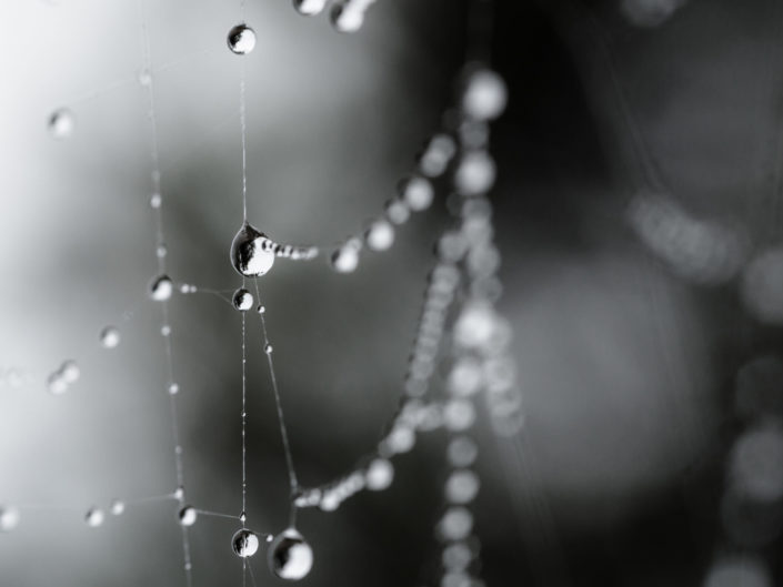 Dew Drops on Spider Web