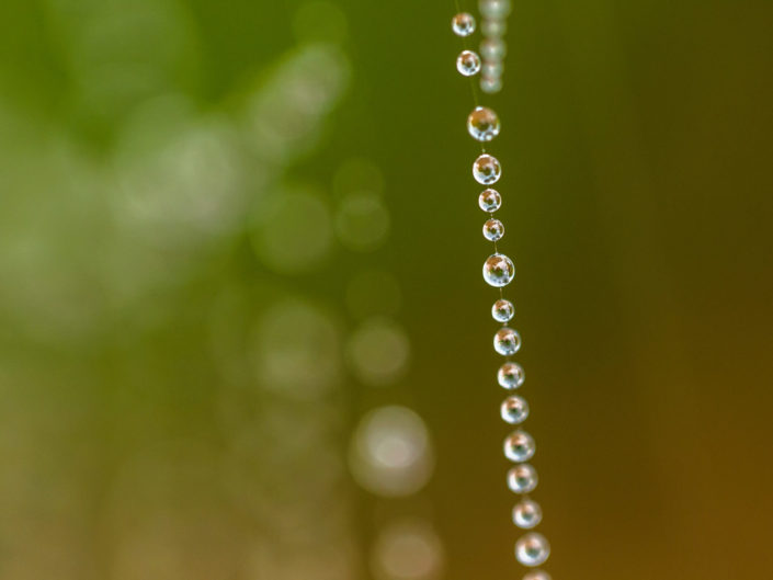 Dew Drops on Spider Web