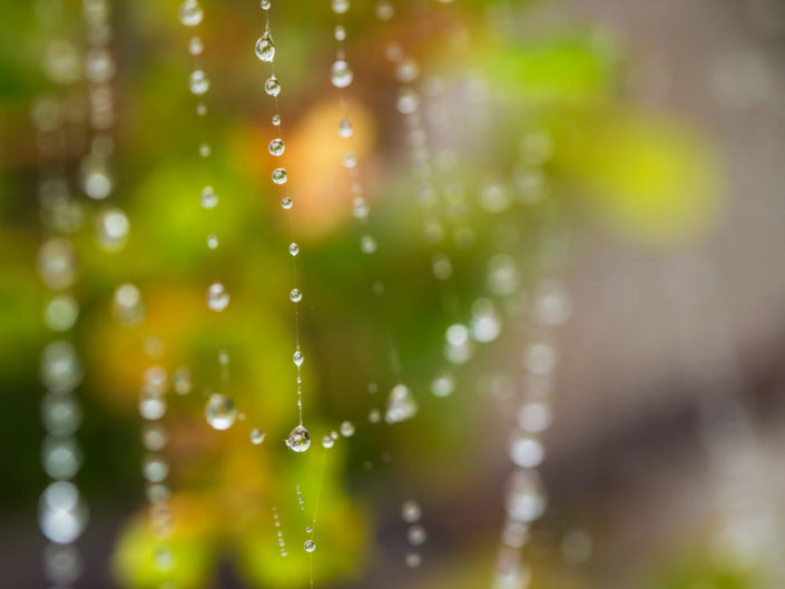 Dew Drops on Spider Web