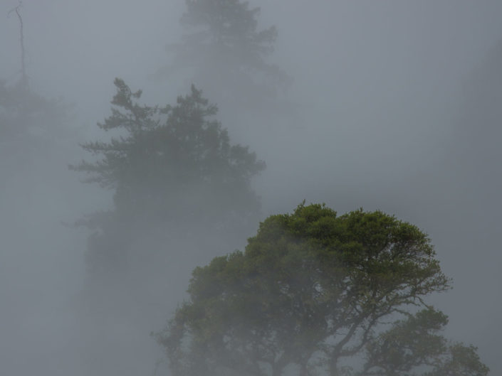 Trees in Fog