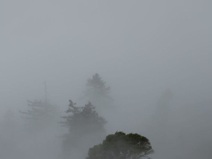 Trees in Fog