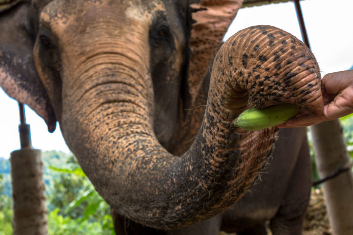 Thai elephant is fed a banana