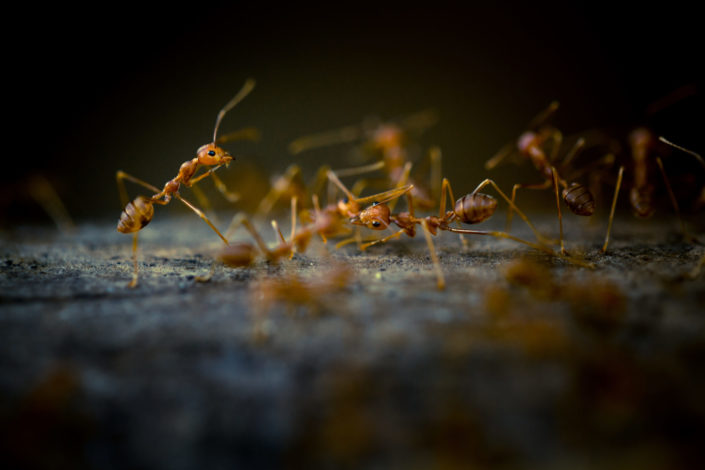 Red ant macro