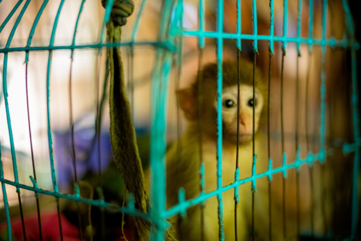 Blurred pet monkey in a small blue cage