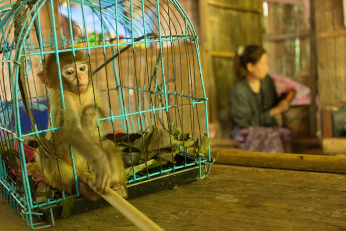 Pet monkey in a small blue cage – Thailand