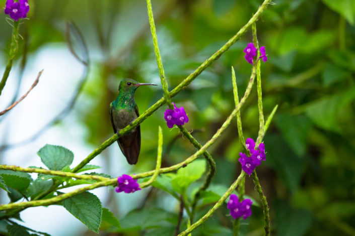 Costa Rica hummingbird