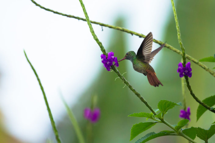 Costa Rica hummingbird