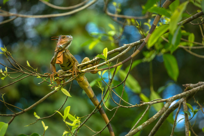 Green iguana in tree