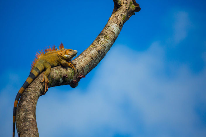 Green iguana in tree