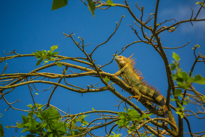 Green iguana in tree