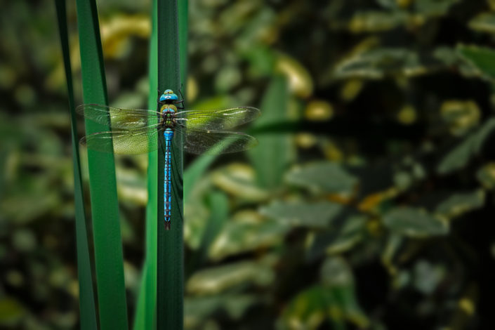 Blue Dragonfly on Reed