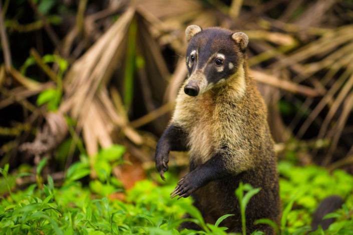 Close up of coati