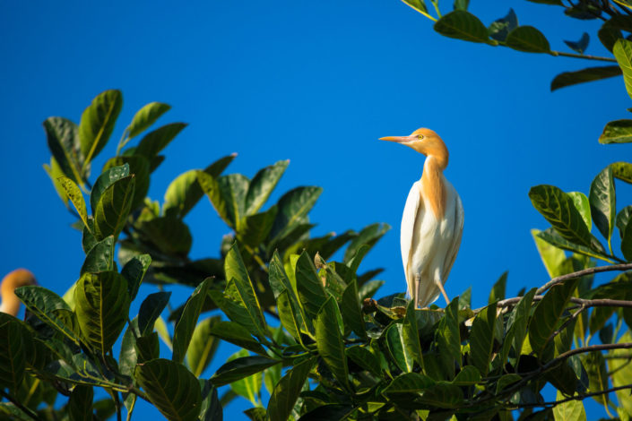 Perched white heron – Bali, Indonesia