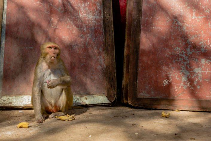 Macaque monkey eating banana in front of red weathered wooden do