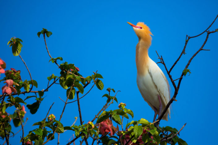 Perched white heron – Bali, Indonesia