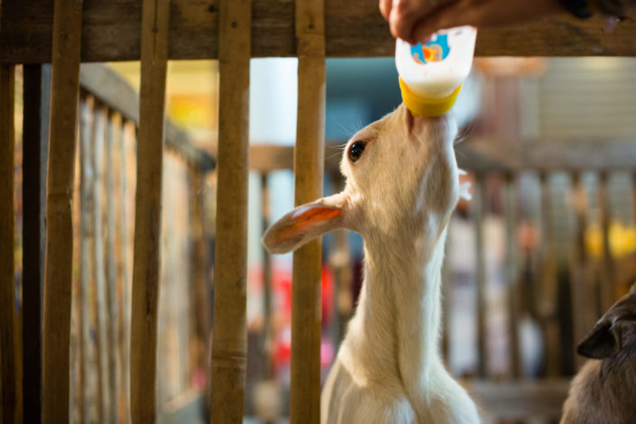 Young white goat kid in wooden fence at street market