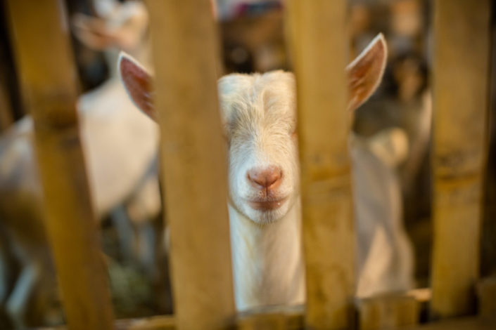 Young white goat kid in wooden fence at street market