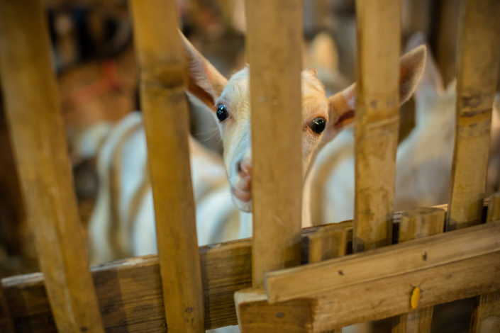 Young white goat kid in wooden fence at street market