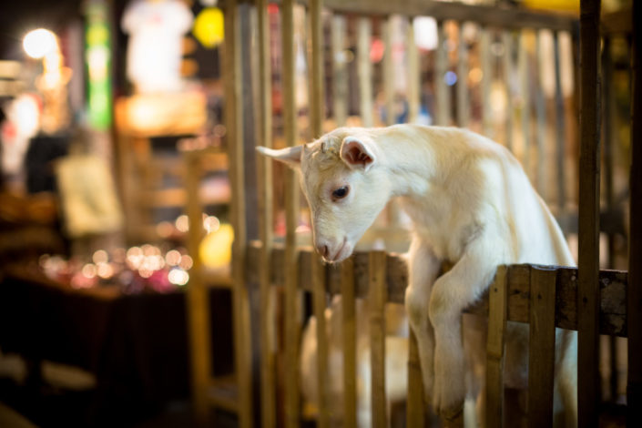 Young white goat kid in wooden fence at street market